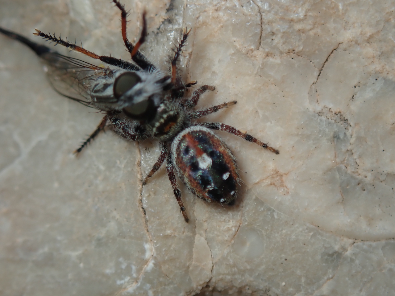 Phidippus sp